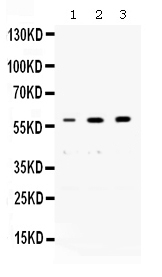 1 - Anti-nmt55/p54nrb Picoband Antibody ABO12561