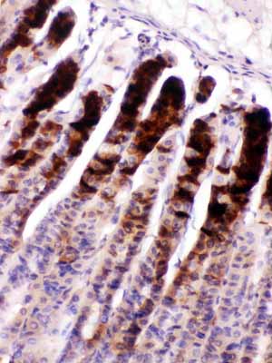 2 - Anti-Nesfatin-1 Picoband Antibody ABO12562