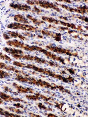 2 - Anti-Nesfatin-1 Picoband Antibody ABO12562