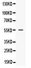 1 - Anti-Nesfatin-1 Picoband Antibody ABO12562
