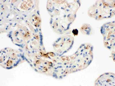 2 - Anti-NAP2 Picoband Antibody ABO12564