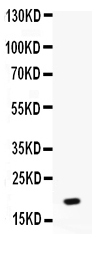 1 - Anti-NAP2 Picoband Antibody ABO12564