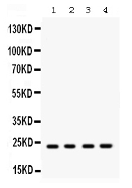 1 - Anti-Rab9 Picoband Antibody ABO12570