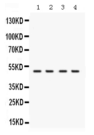 1 - Anti-RNH1 Picoband Antibody ABO12571