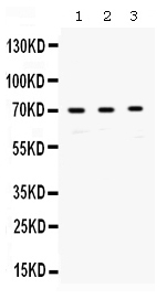 1 - Anti-RPA70 Picoband Antibody ABO12572