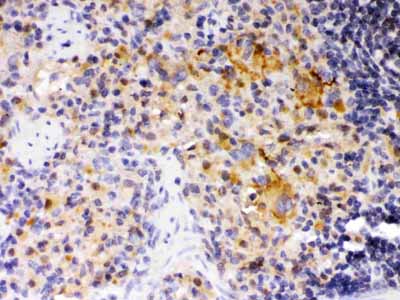 2 - Anti-SKAP55 Picoband Antibody ABO12576