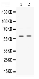 1 - Anti-SKAP55 Picoband Antibody ABO12576