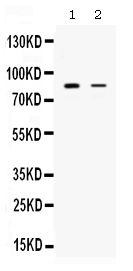 1 - Anti-SMURF1 Picoband Antibody ABO12578