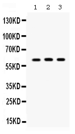 1 - Anti-Staufen Picoband Antibody ABO12581