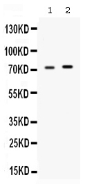 1 - Anti-STIP1 Picoband Antibody ABO12582