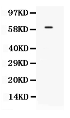 1 - Anti-TCF7L1 Picoband Antibody ABO12583