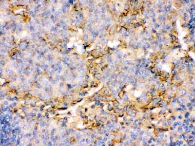 2 - Anti-TNFRSF4/OX40 Picoband Antibody ABO12584