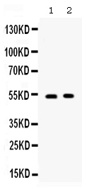 1 - Anti-TNFRSF4/OX40 Picoband Antibody ABO12584