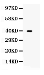1 - Anti-TRIB2 Picoband Antibody ABO12586