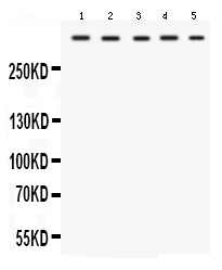 1 - Anti-TRIO Picoband Antibody ABO12587
