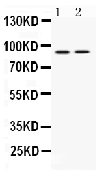 1 - Anti-UHRF1 Picoband Antibody ABO12591