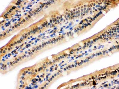 2 - Anti-NIRF Picoband Antibody ABO12592