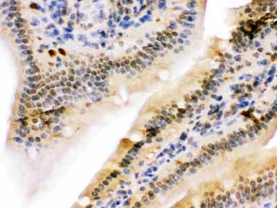 2 - Anti-NIRF Picoband Antibody ABO12592