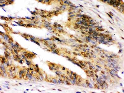 2 - Anti-NIRF Picoband Antibody ABO12592