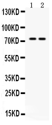 1 - Anti-ZBTB7A Picoband Antibody ABO12596