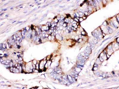 2 - Anti-ZP2 Picoband Antibody ABO12597