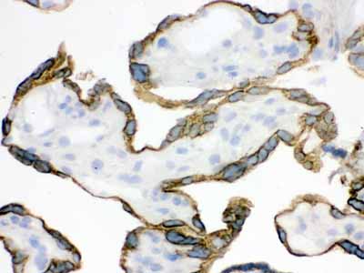 2 - Anti-ZP2 Picoband Antibody ABO12597
