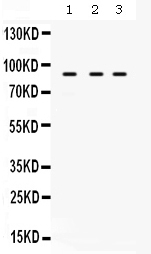 1 - Anti-AFG3L2 Picoband Antibody ABO12600