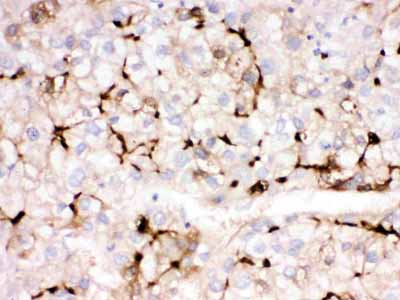 2 - Anti-APOA1 Picoband Antibody ABO12601
