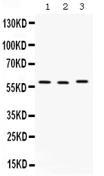 1 - Anti-CAP1 Picoband Antibody ABO12608