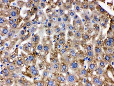 2 - Anti-Catalase Picoband Antibody ABO12610