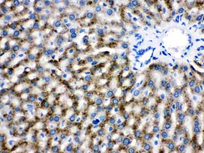 2 - Anti-Catalase Picoband Antibody ABO12610