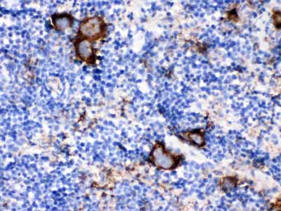 2 - Anti-CD9 Picoband Antibody ABO12615