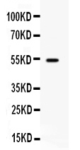 1 - Anti-TNFRSF7/CD27 Picoband Antibody ABO12616