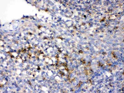 2 - Anti-CD33 Picoband Antibody ABO12617
