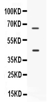 1 - Anti-CD33 Picoband Antibody ABO12617