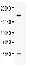 1 - Anti-Collagen I Picoband Antibody ABO12623