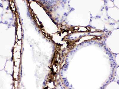 2 - Anti-Collagen I Picoband Antibody ABO12624