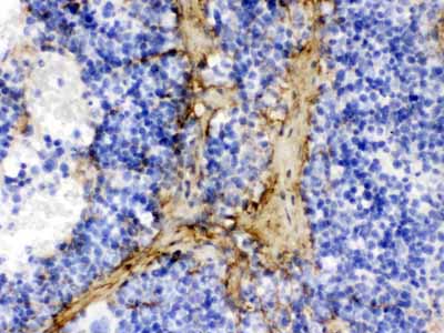 2 - Anti-Collagen I Picoband Antibody ABO12624