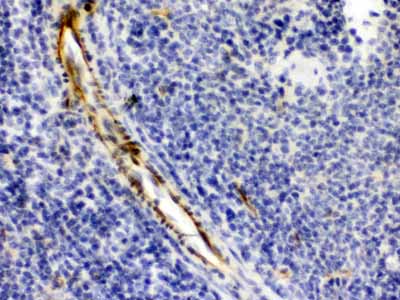 2 - Anti-Alpha A Crystallin Picoband Antibody ABO12625