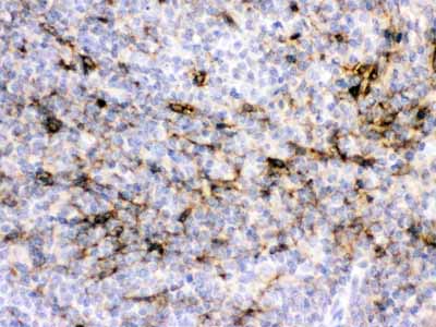 2 - Anti-Alpha A Crystallin Picoband Antibody ABO12625
