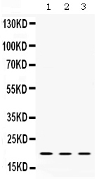 1 - Anti-Alpha A Crystallin Picoband Antibody ABO12625