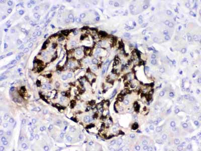 2 - Anti-GIP Picoband Antibody ABO12631