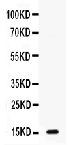 1 - Anti-GIP Picoband Antibody ABO12632