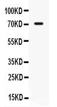 1 - Anti-IL7R/CD127 Picoband Antibody ABO12633