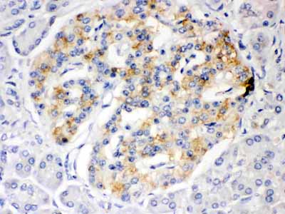 2 - Anti-ISG15 Picoband Antibody ABO12635