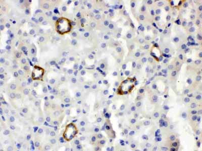 2 - Anti-ISG15 Picoband Antibody ABO12636