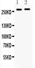 1 - Anti-MUC3 Picoband Antibody ABO12640