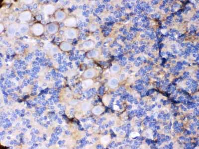 2 - Anti-EAAT1 Picoband Antibody ABO12644