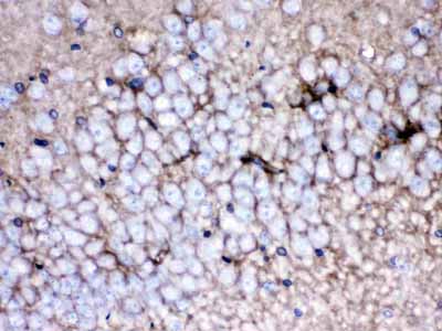 2 - Anti-EAAT1 Picoband Antibody ABO12644