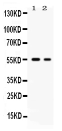 1 - Anti-SLC2A5 Picoband Antibody ABO12645